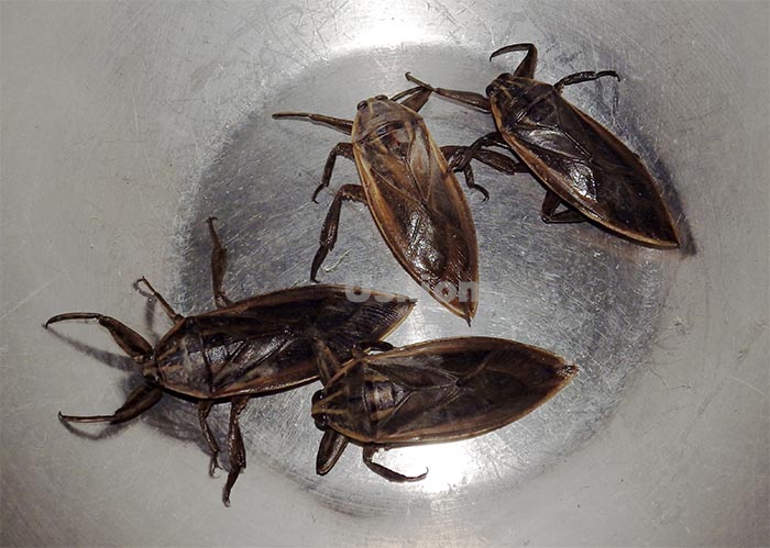 《昆虫食タイ国》沼のドリアン、タガメ | タイ国玉手箱